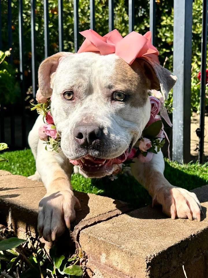 Remi, a Adoptable American Bulldog in Redlands, CA image 1/3