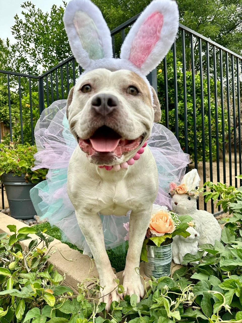 Remi, a Adoptable American Bulldog in Redlands, CA image 2/3