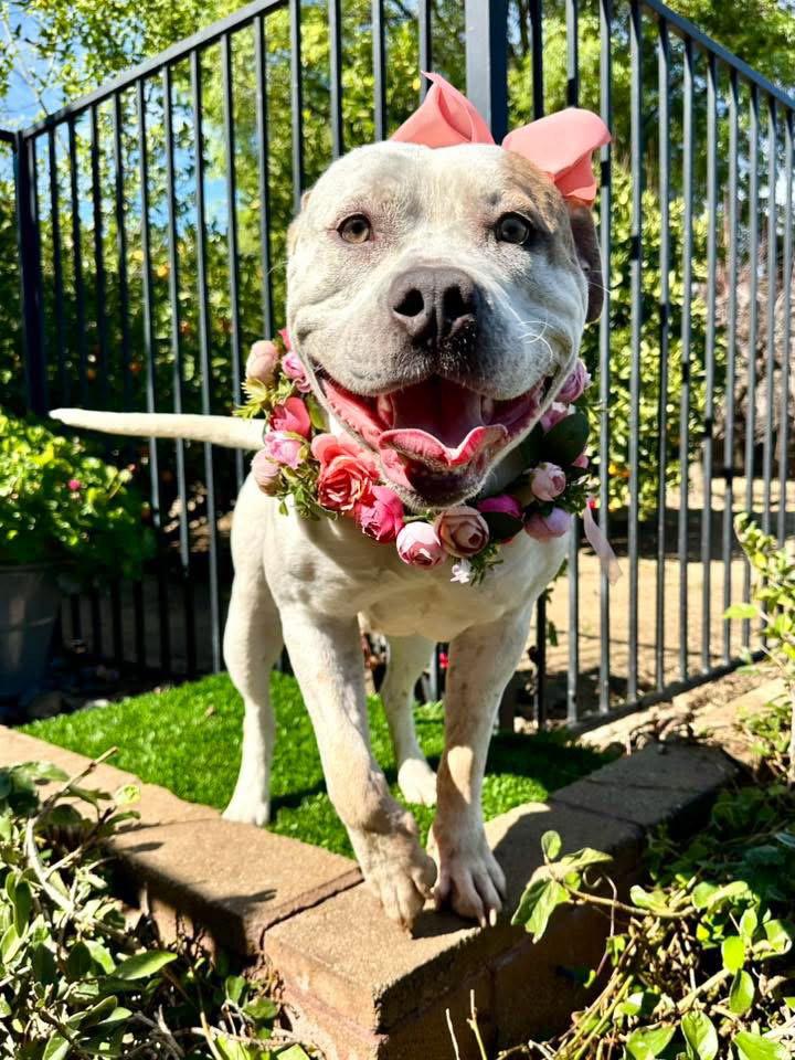 Remi, a Adoptable American Bulldog in Redlands, CA image 3/3