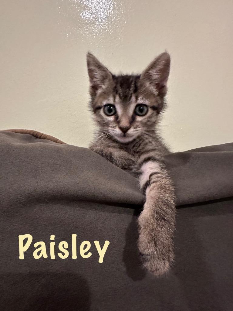 Paisley photo 3