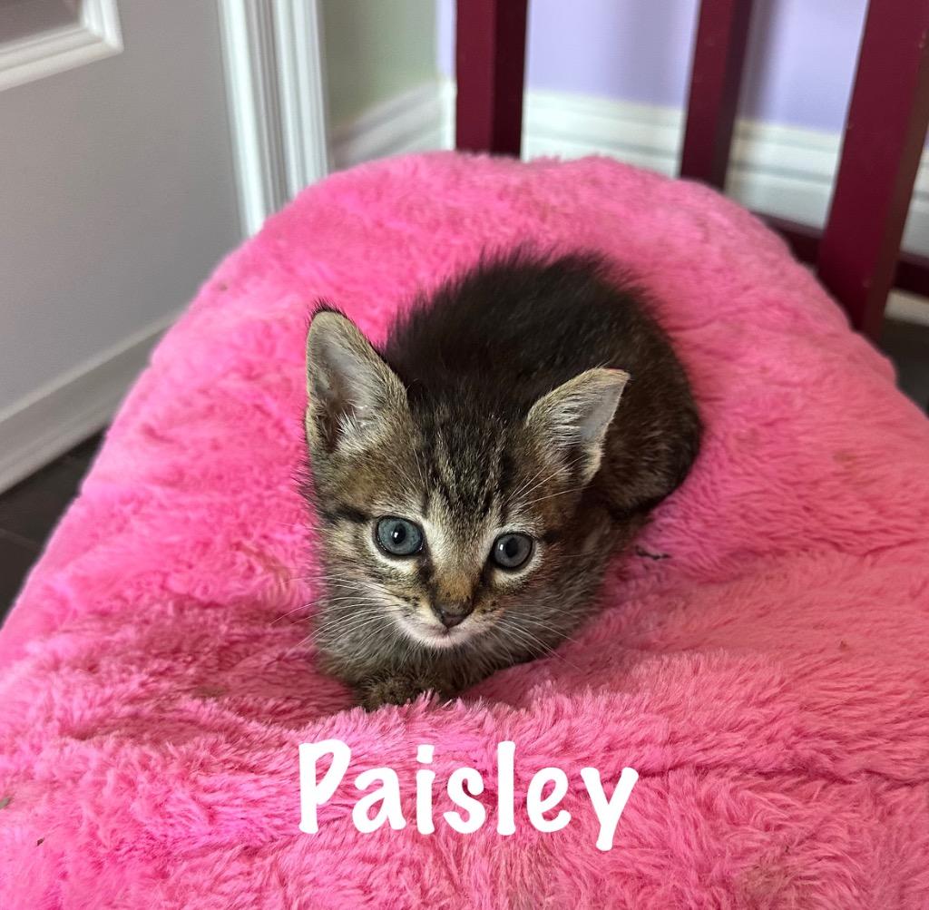 Paisley