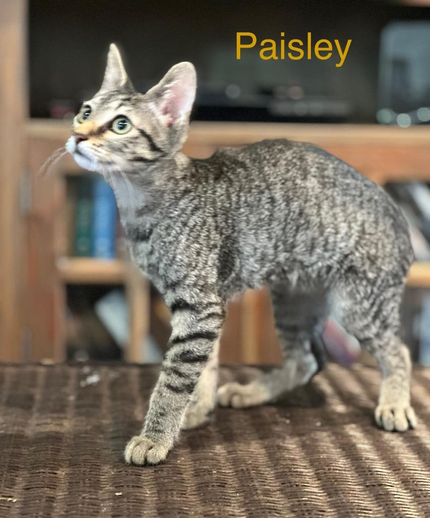Paisley