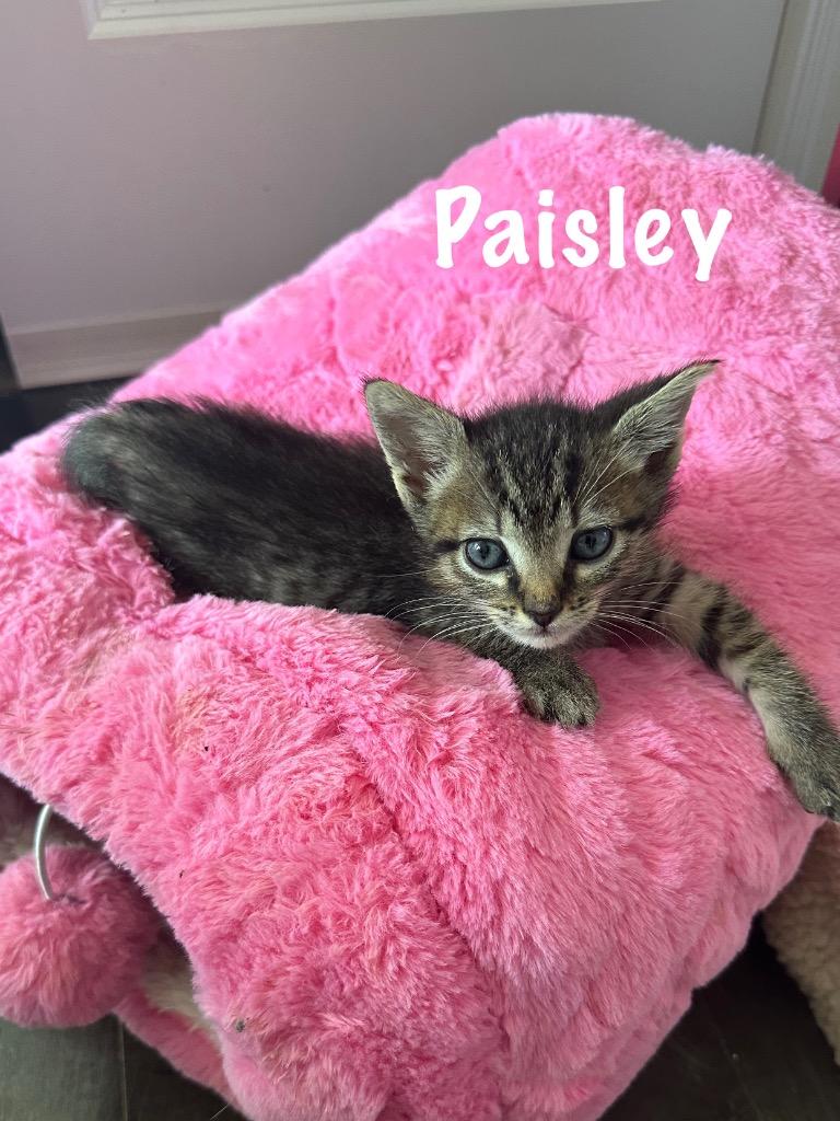 Paisley photo 2