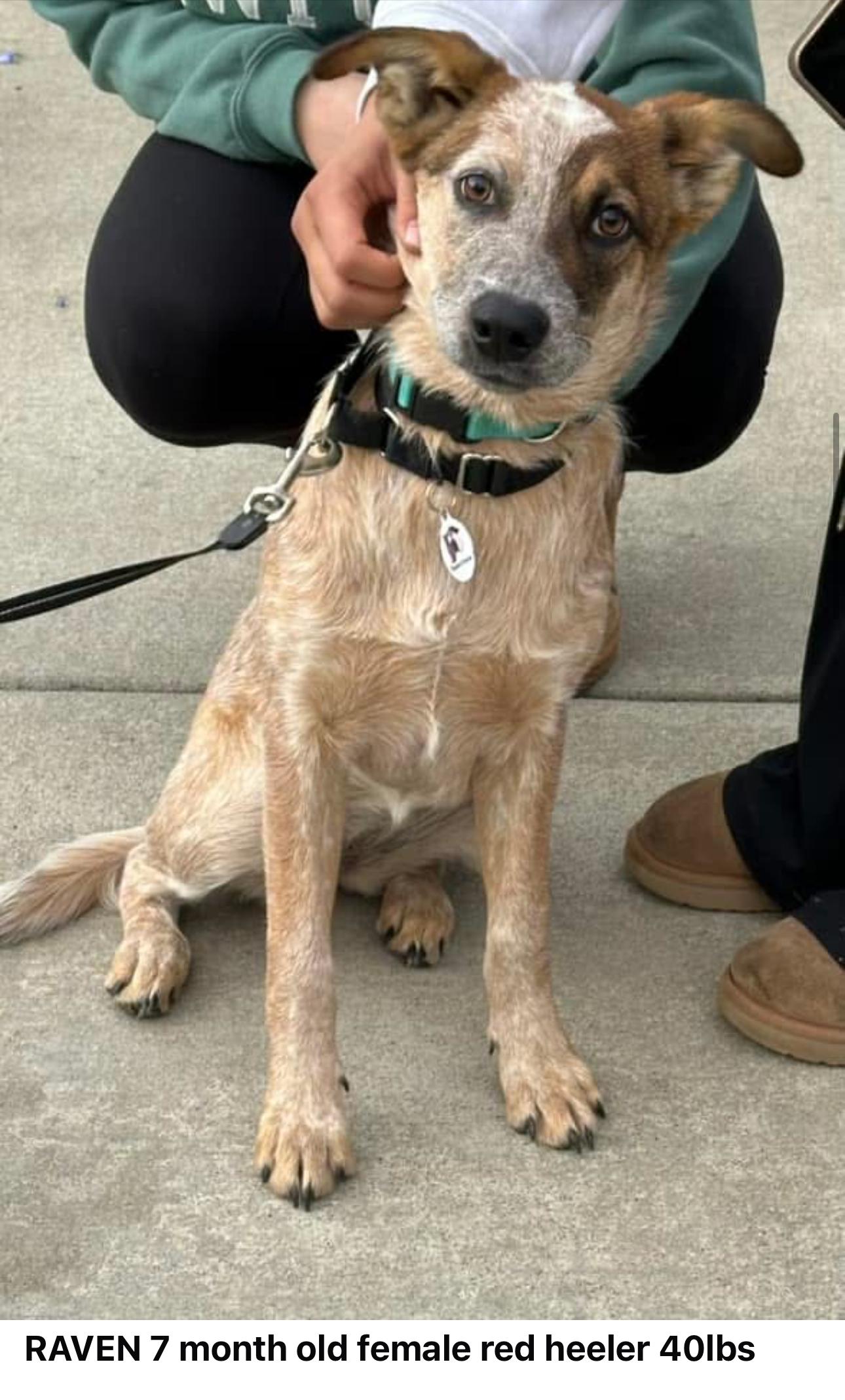 Enlarge Raven, a Adoptable Australian Cattle Dog / Blue Heeler in Knightsen, CA image 2/6