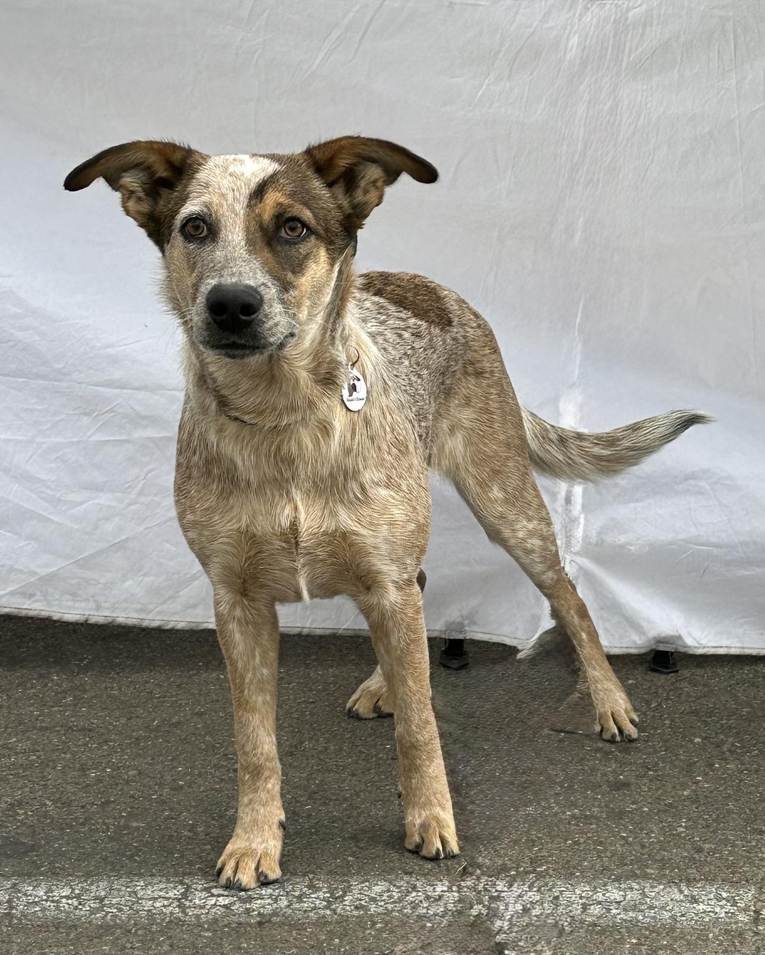 Enlarge Raven, a Adoptable Australian Cattle Dog / Blue Heeler in Knightsen, CA image 1/6
