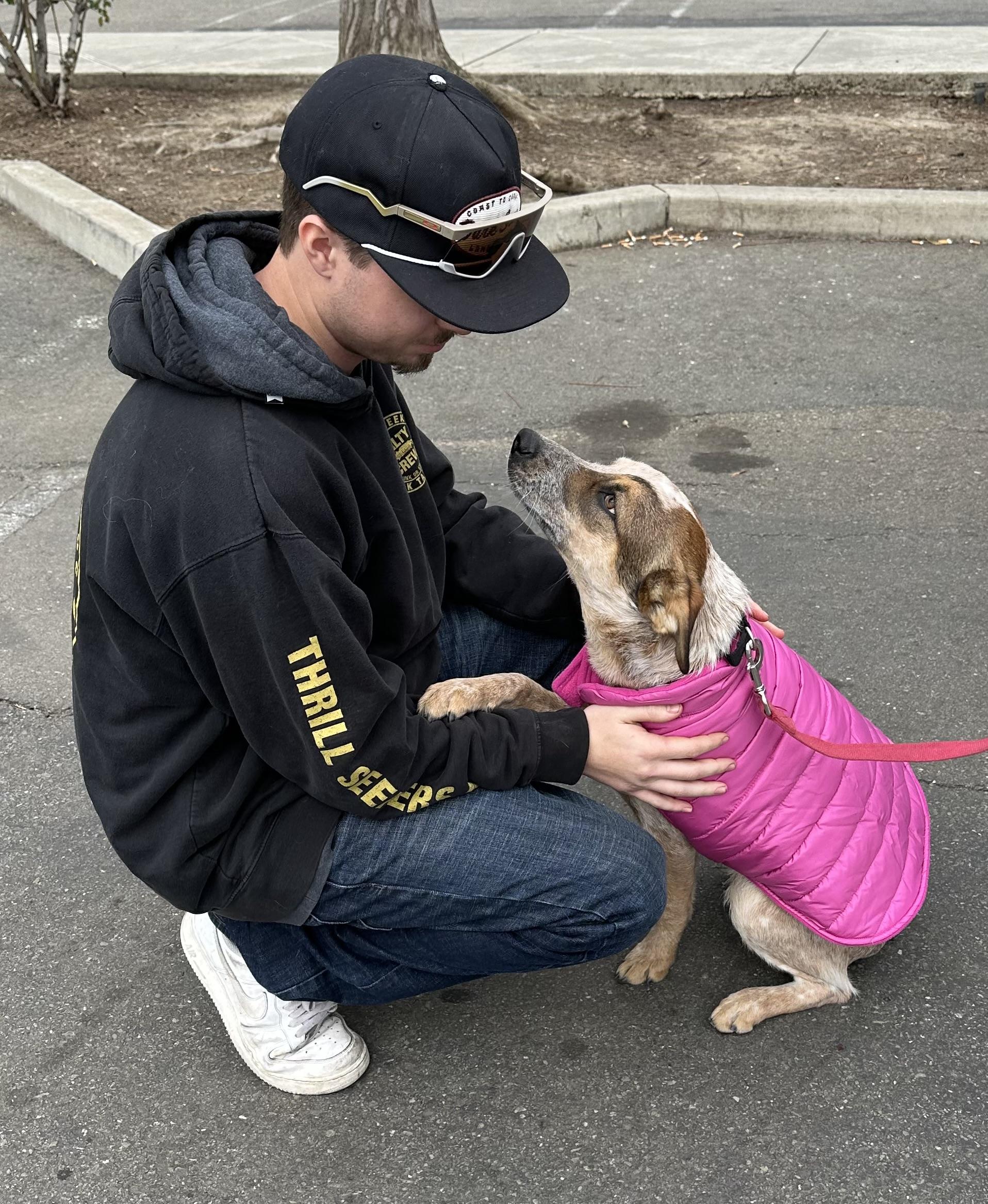 Enlarge Raven, a Adoptable Australian Cattle Dog / Blue Heeler in Knightsen, CA image 5/6