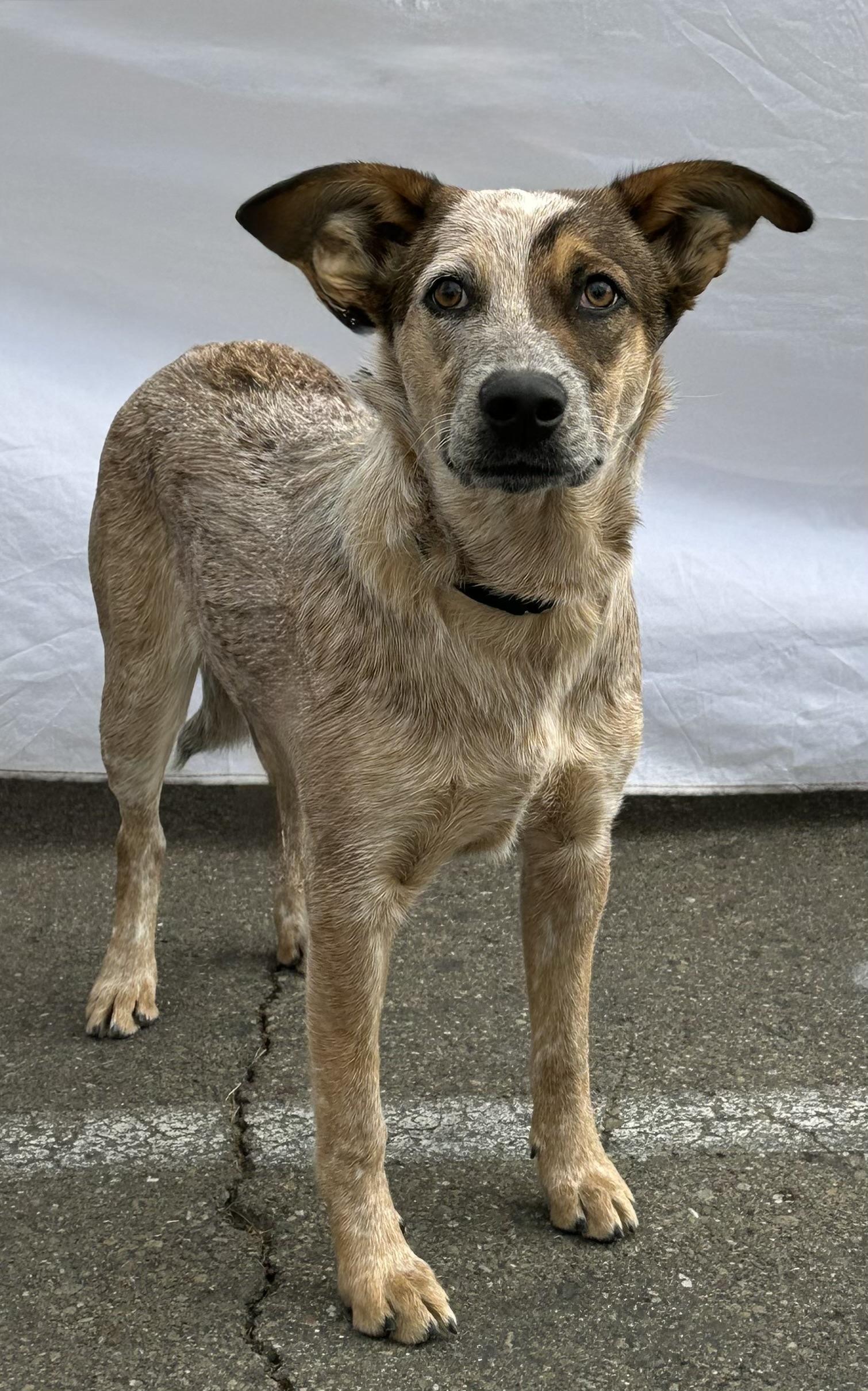 Enlarge Raven, a Adoptable Australian Cattle Dog / Blue Heeler in Knightsen, CA image 3/6