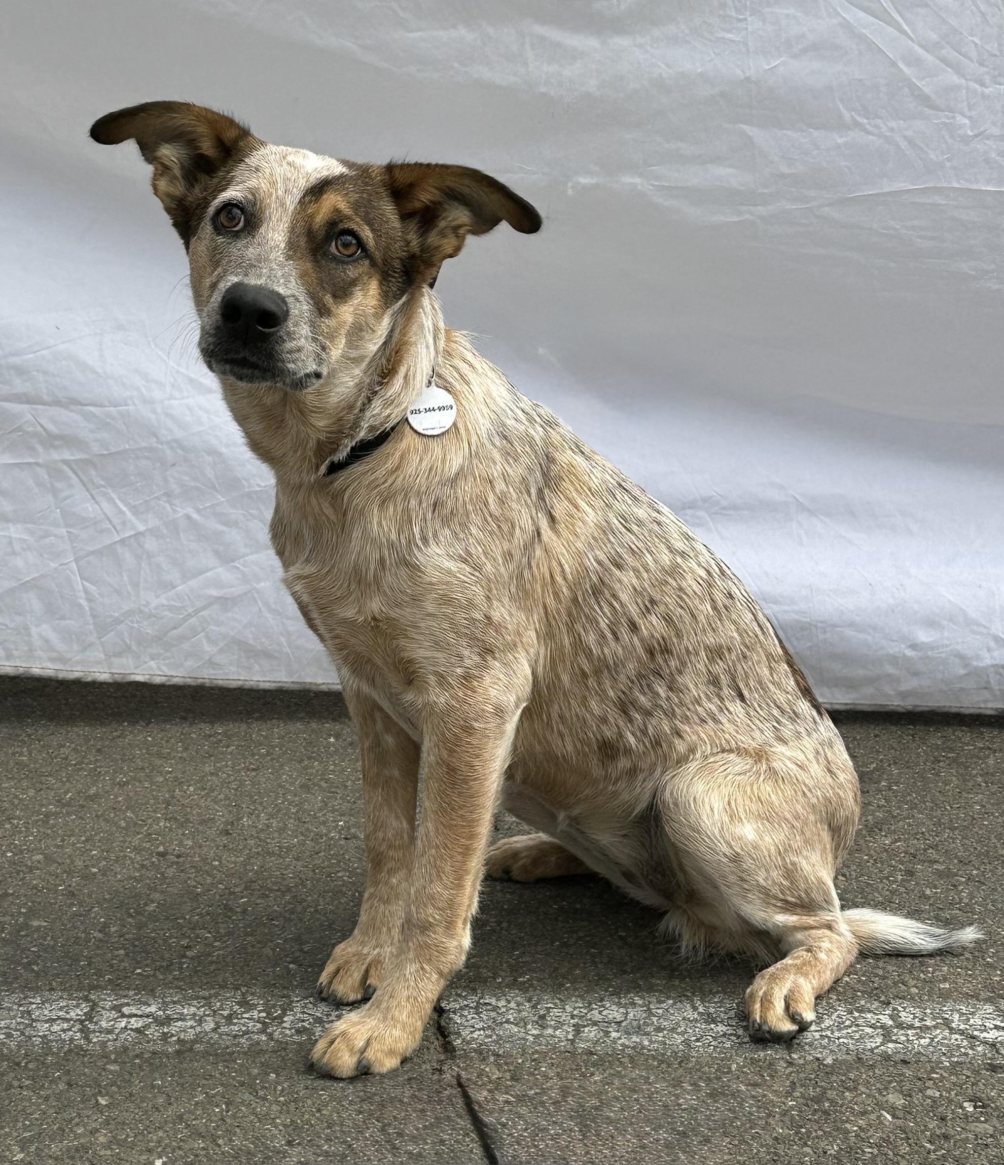 Enlarge Raven, a Adoptable Australian Cattle Dog / Blue Heeler in Knightsen, CA image 6/6