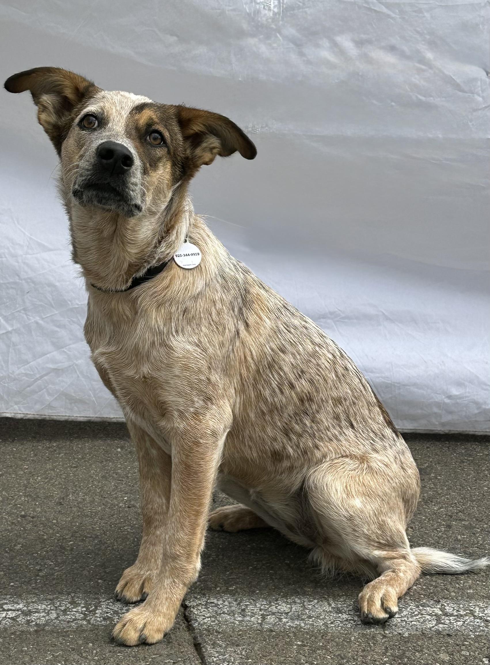 Enlarge Raven, a Adoptable Australian Cattle Dog / Blue Heeler in Knightsen, CA image 4/6