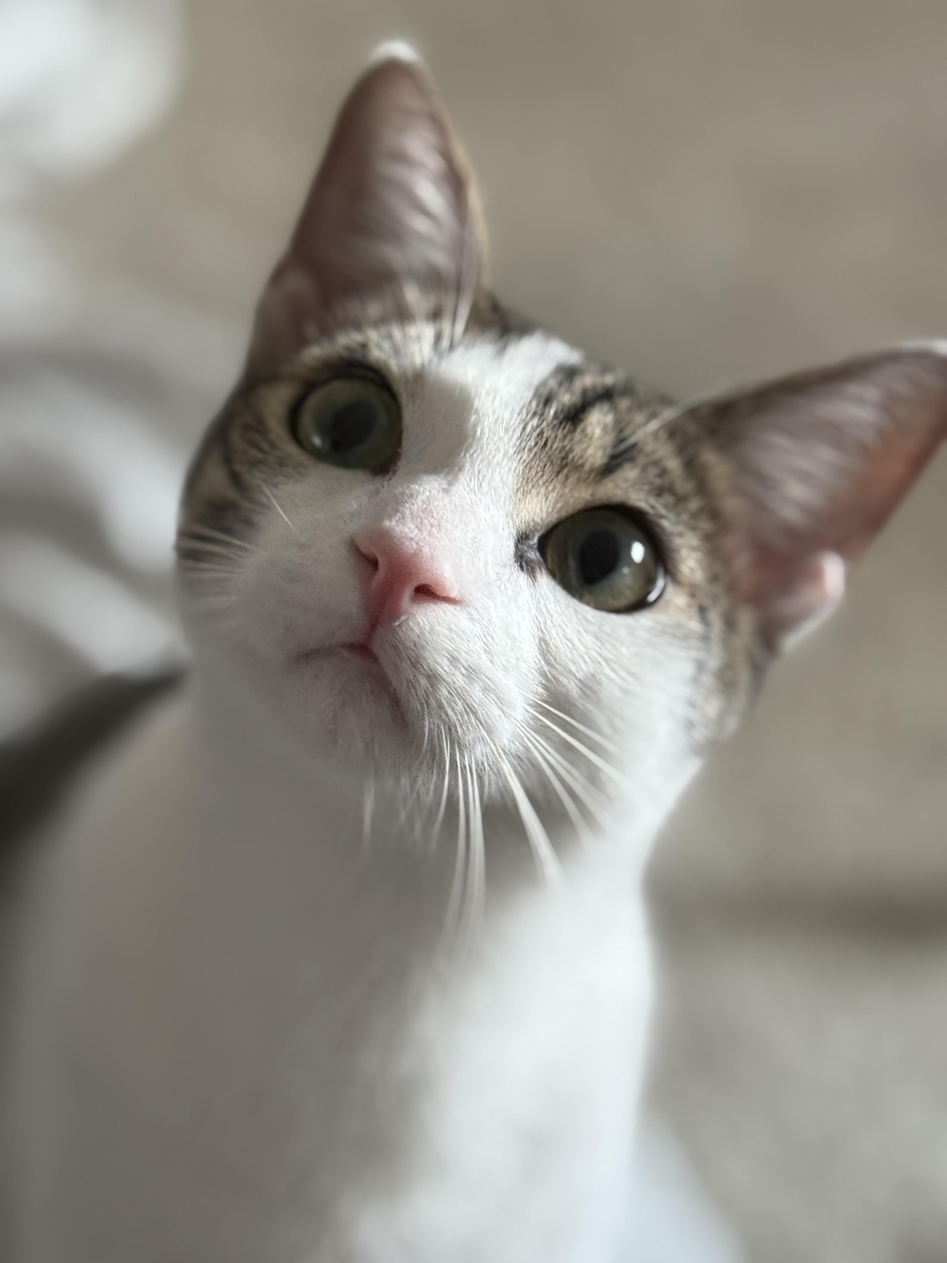 Apricot & Peach, ADOPTABLE, Kitten Male Turkish Van & Oriental Short Hair.