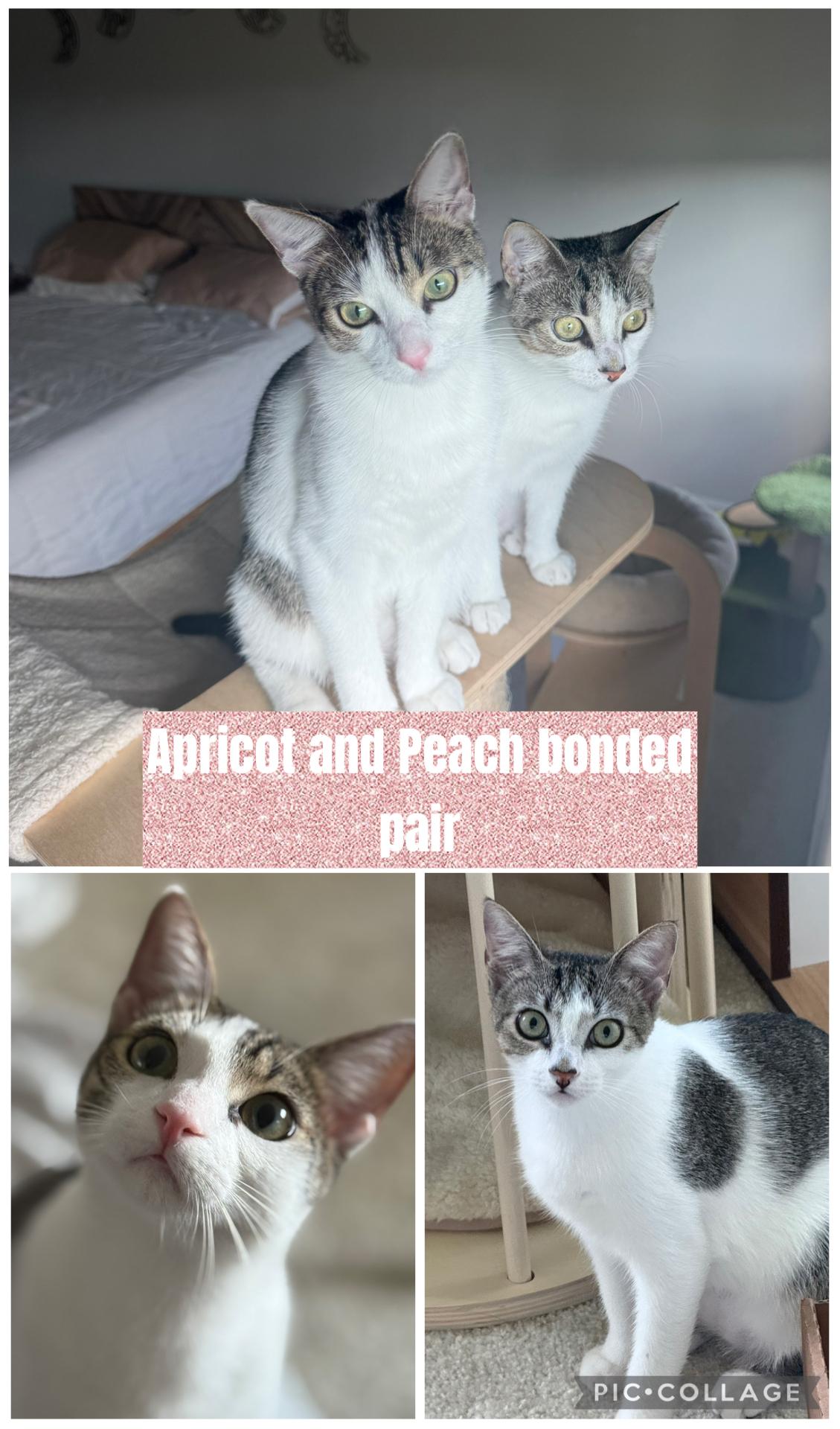 Enlarge Apricot & Peach, a ADOPTABLE mixed breed in Kissimmee, FL image 2/2