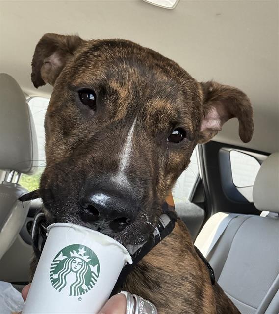 STIMPY, Adoptable, Young Male Pit Bull Terrier.