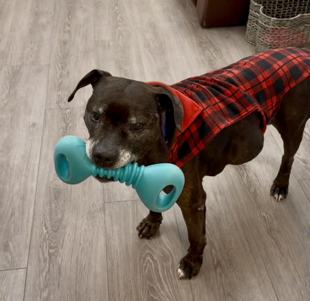 Baxter, ADOPTABLE, Senior Male Mixed Breed.