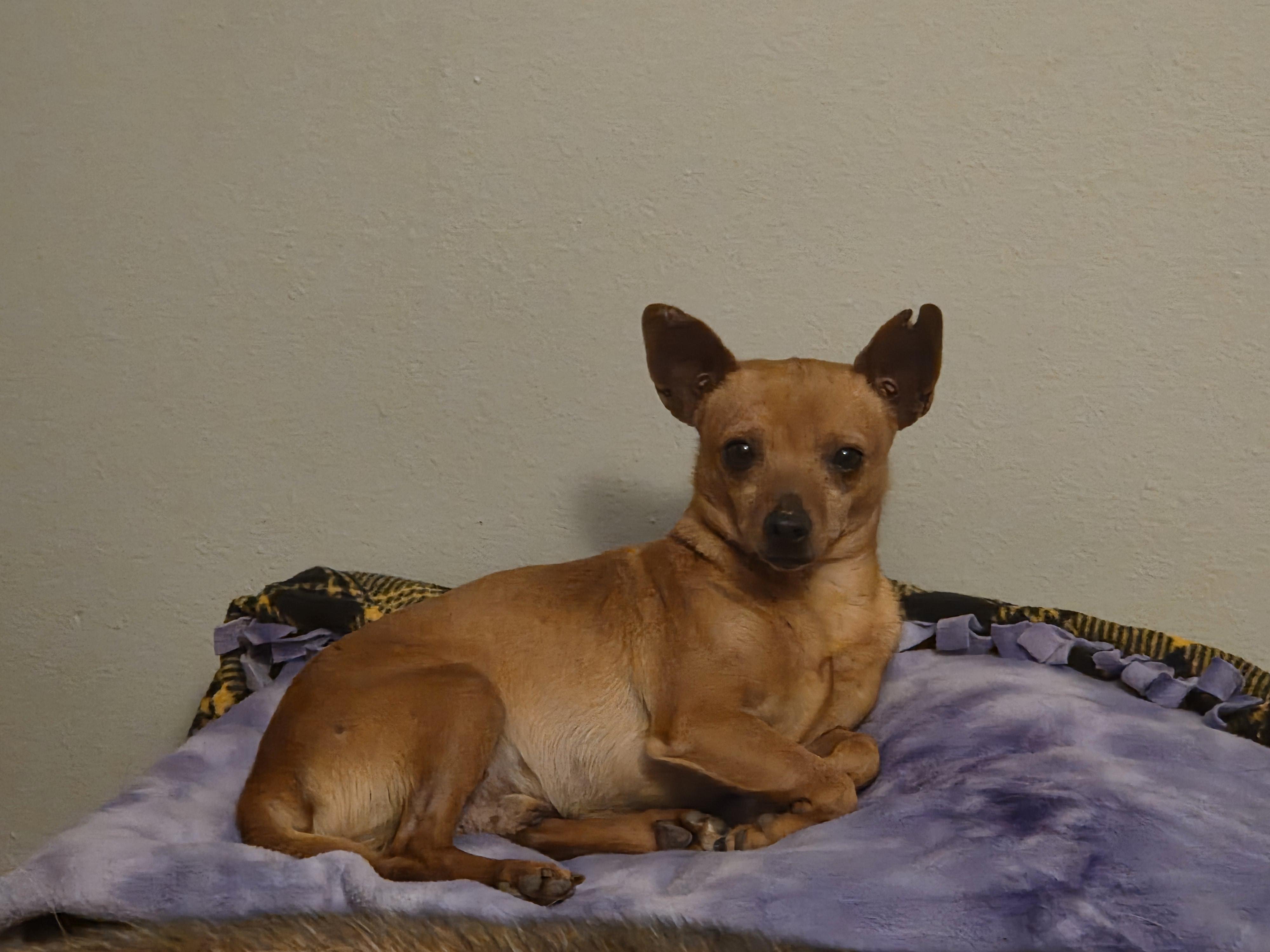 Enlarge Chandler, a ADOPTABLE mixed breed in Carr, CO image 1/5