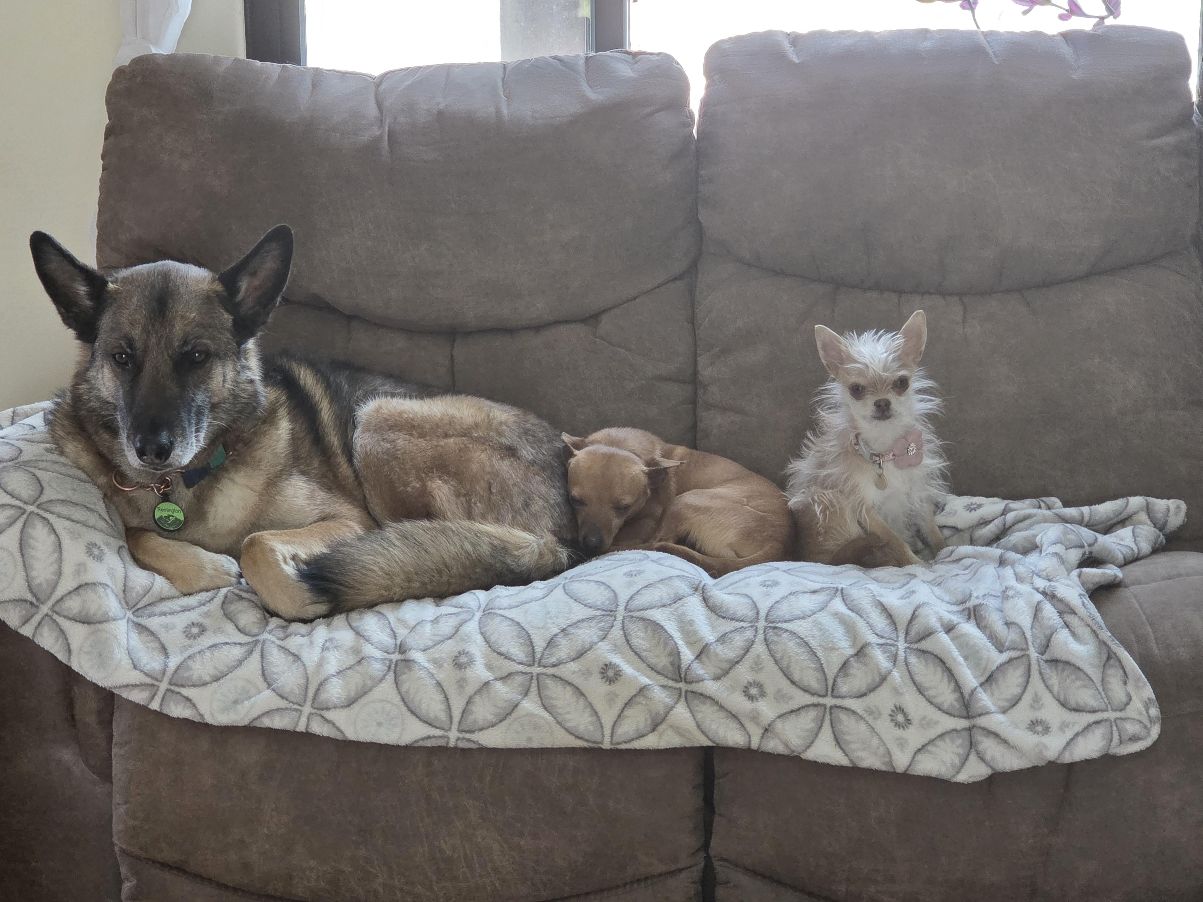 Enlarge Chandler, a ADOPTABLE mixed breed in Carr, CO image 3/5