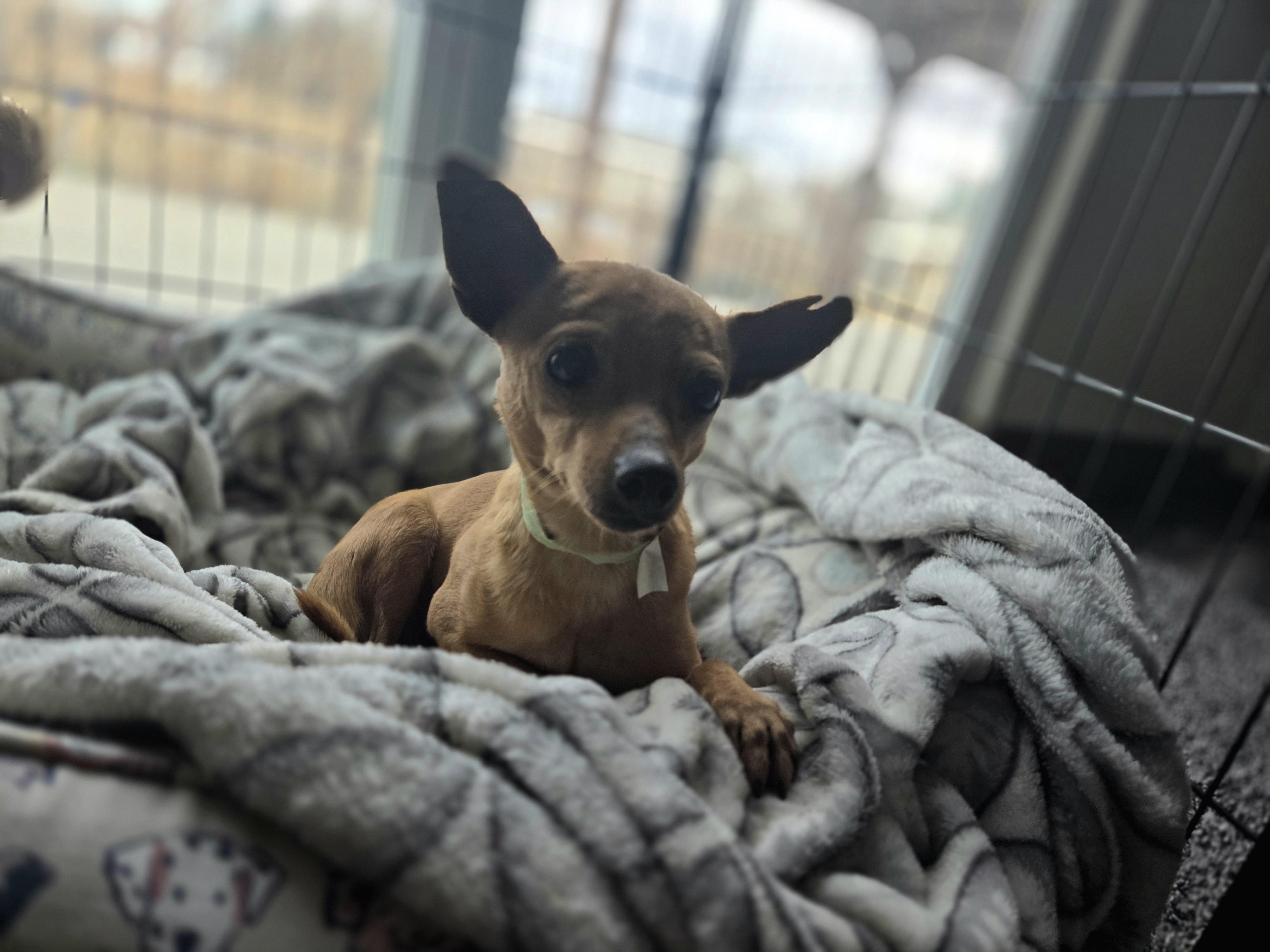 Enlarge Chandler, a ADOPTABLE mixed breed in Carr, CO image 2/5