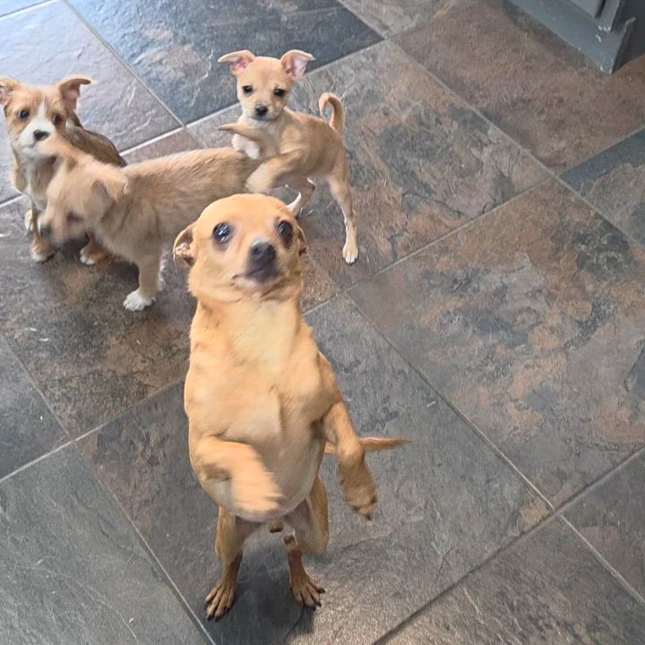 Enlarge Chandler, a ADOPTABLE mixed breed in Carr, CO video 4/5