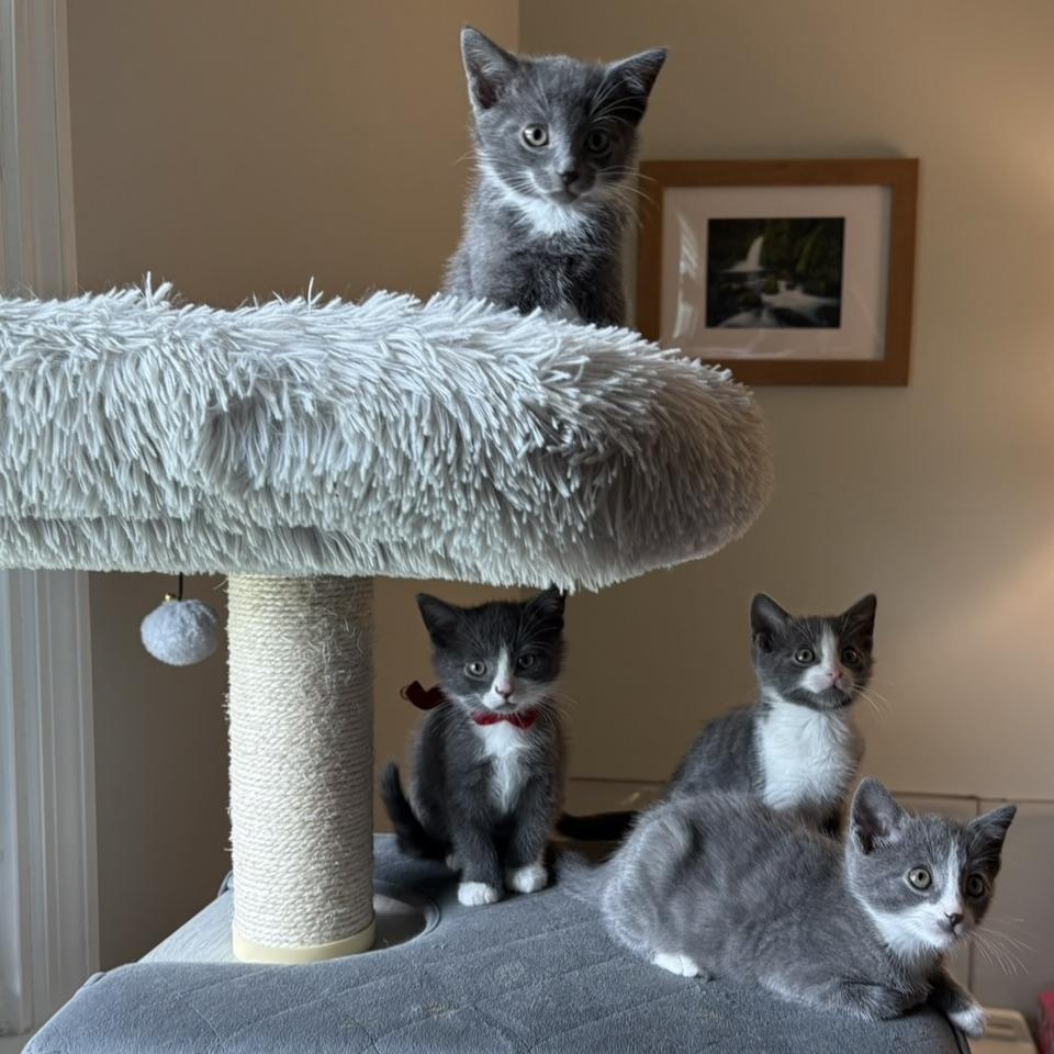 Robin, Adoptable, Kitten Female Domestic Short Hair.