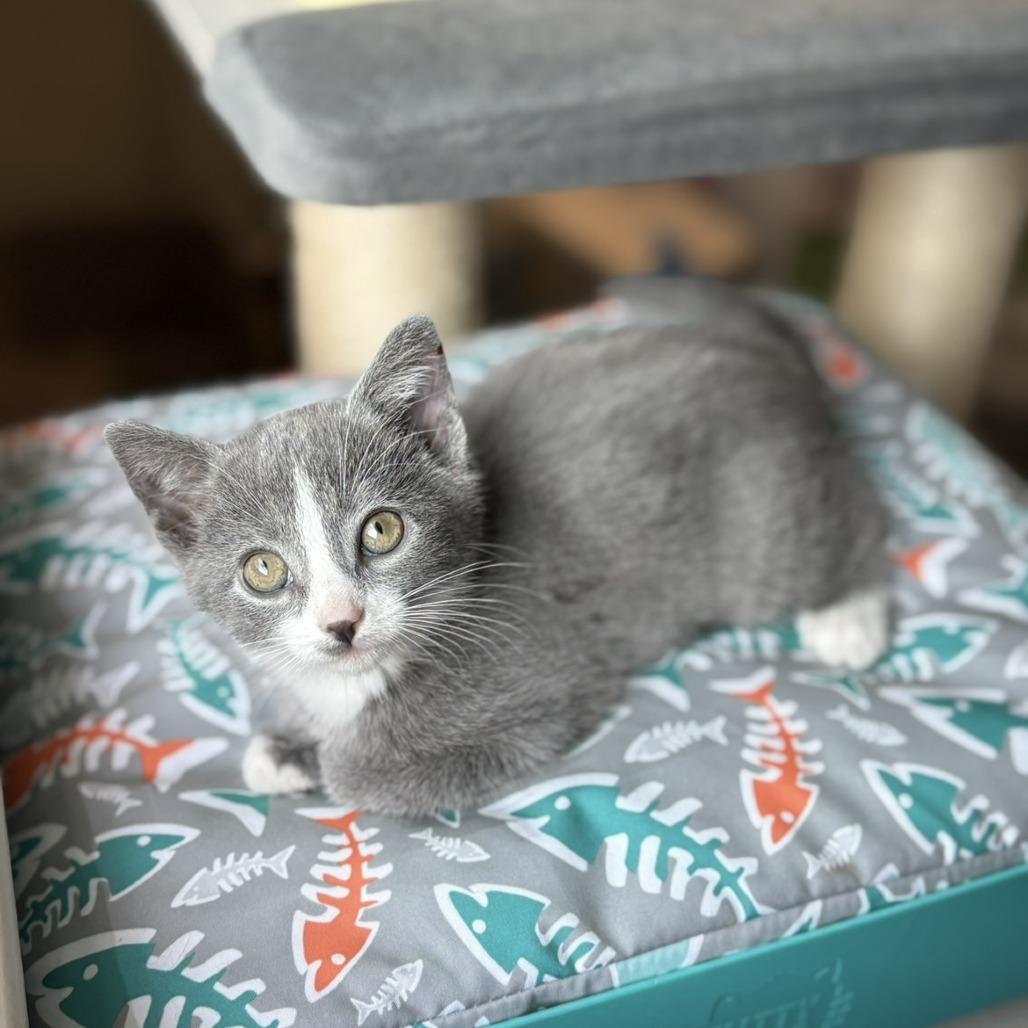 Enlarge Robin, a Adoptable Domestic Short Hair in Lexington, KY image 2/6