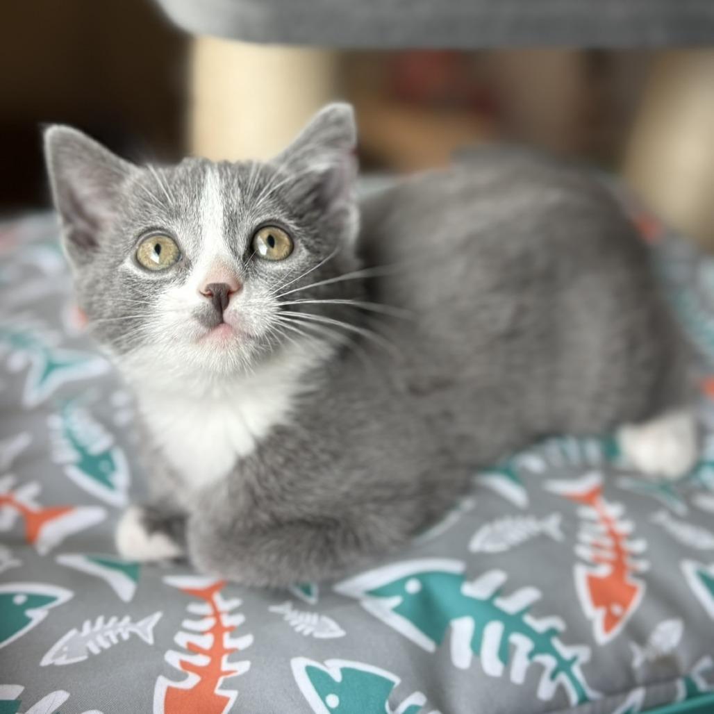 Enlarge Robin, a Adoptable Domestic Short Hair in Lexington, KY image 3/6