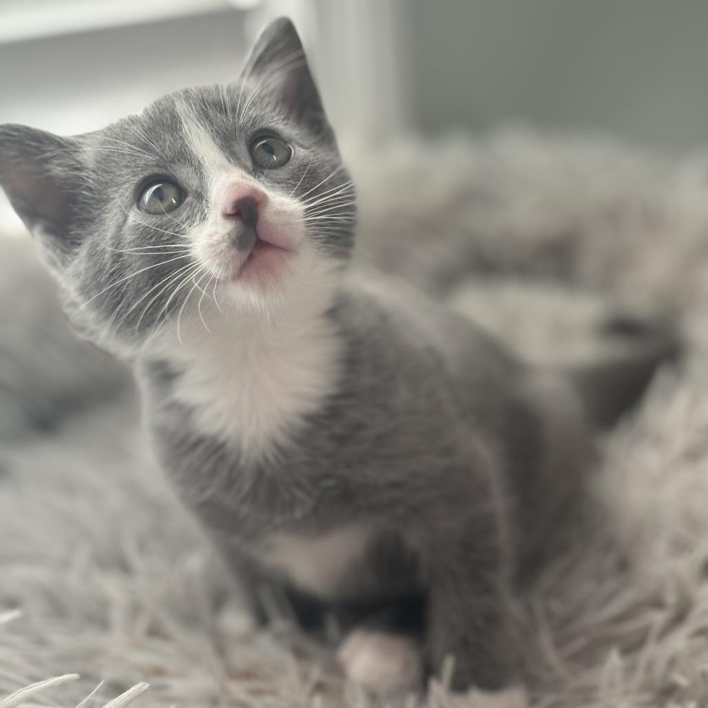 Enlarge Robin, a Adoptable Domestic Short Hair in Lexington, KY image 4/6