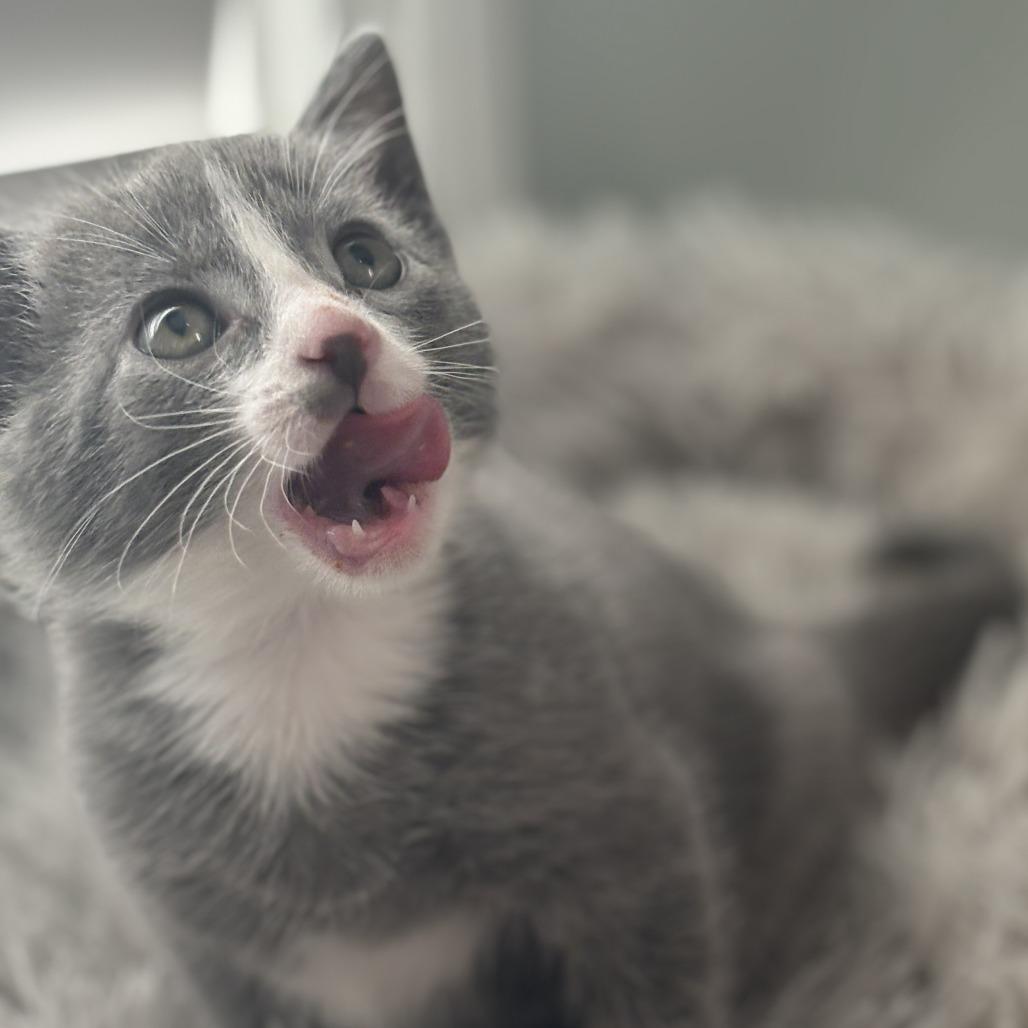 Enlarge Robin, a Adoptable Domestic Short Hair in Lexington, KY image 5/6