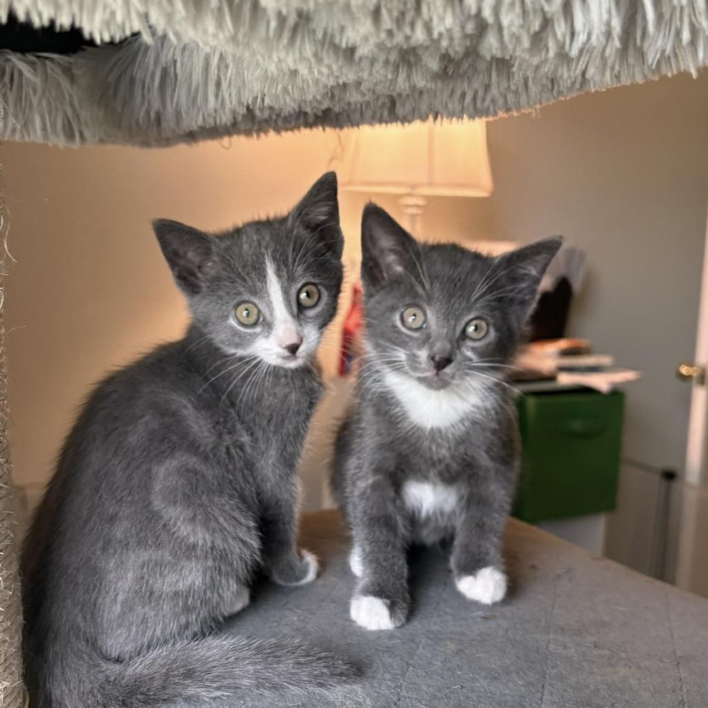 Enlarge Robin, a Adoptable Domestic Short Hair in Lexington, KY image 6/6