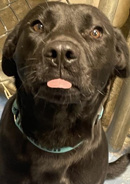 Bandit, Adoptable, Adult Male Labrador Retriever & Mixed Breed.