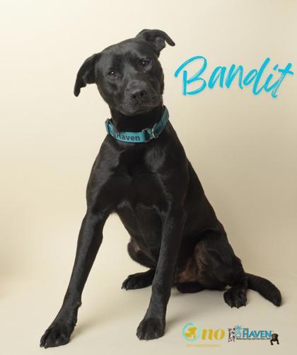 Bandit, a Adoptable mixed breed in Fairhope, AL image 2/3