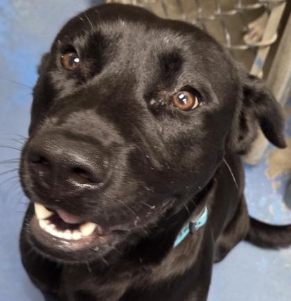 Enlarge Bandit, a Adoptable mixed breed in Fairhope, AL image 2/3