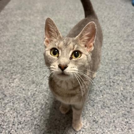 Gracie, Adoptable, Adult Female Domestic Short Hair.