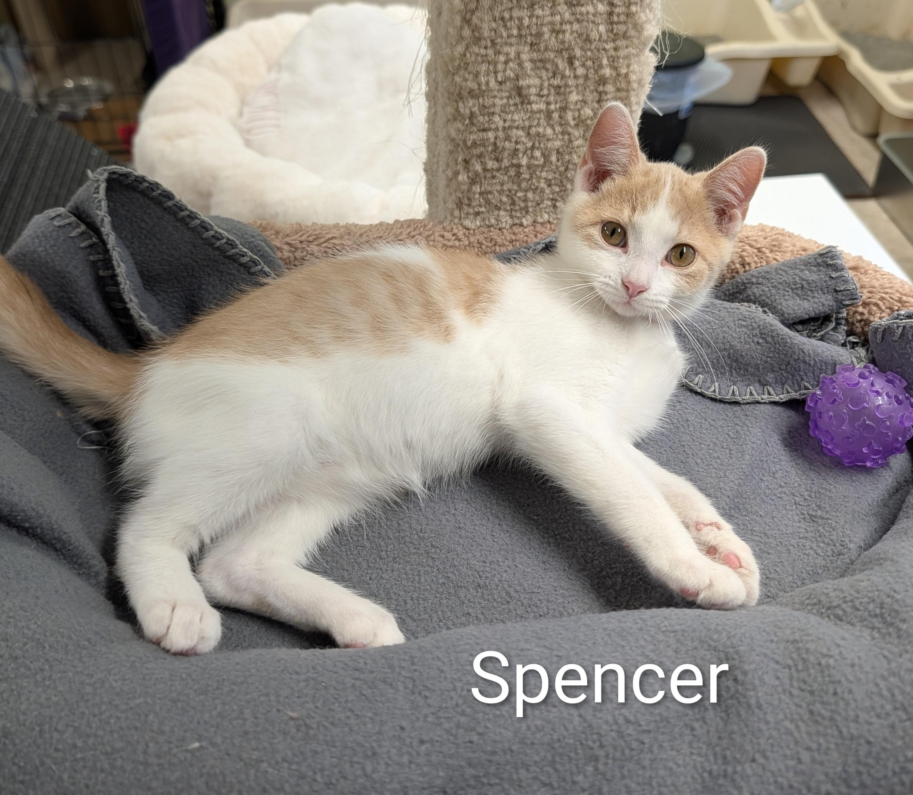 Spencer, adoptable, Kitten Male Domestic Short Hair.