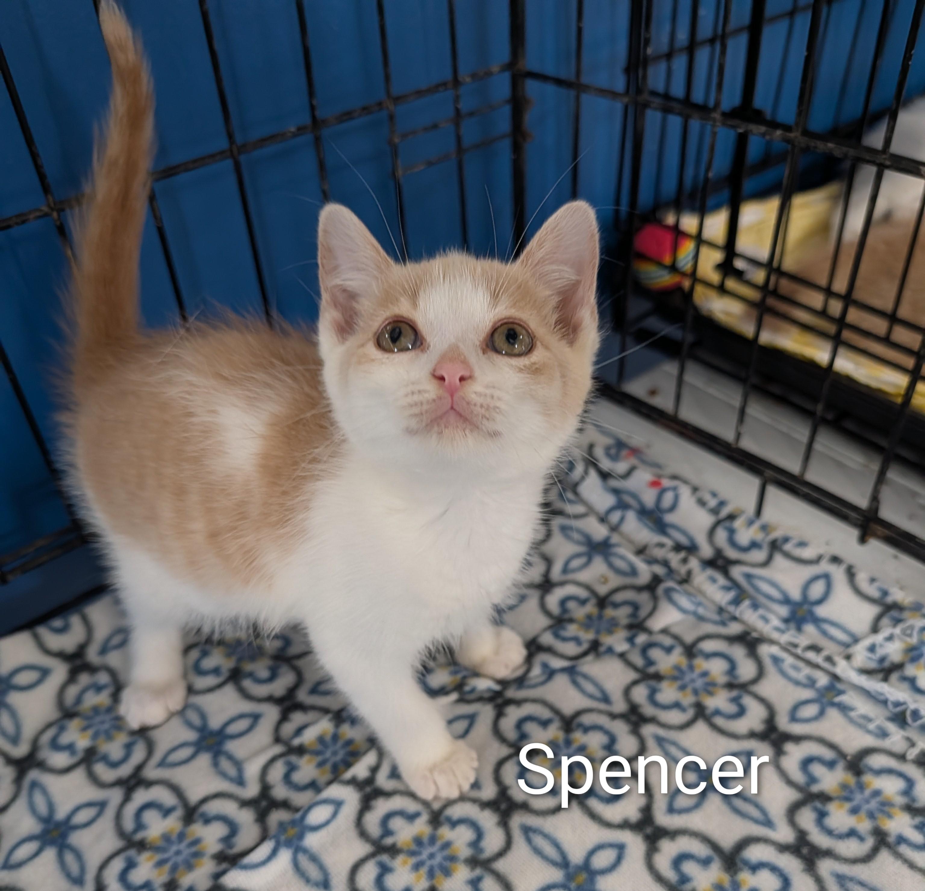 Spencer, an adoptable Domestic Short Hair in Waterloo, IA image 4/4