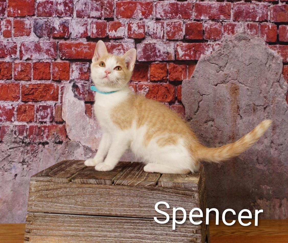 Spencer, an adoptable Domestic Short Hair in Waterloo, IA image 2/4