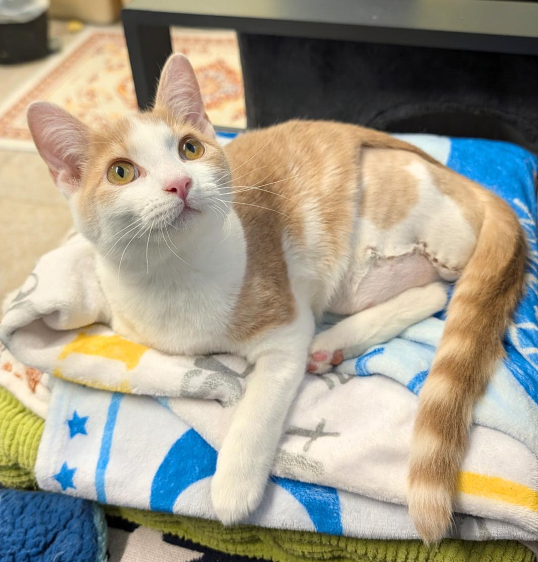 Spencer, Adoptable, Kitten Male Domestic Short Hair.