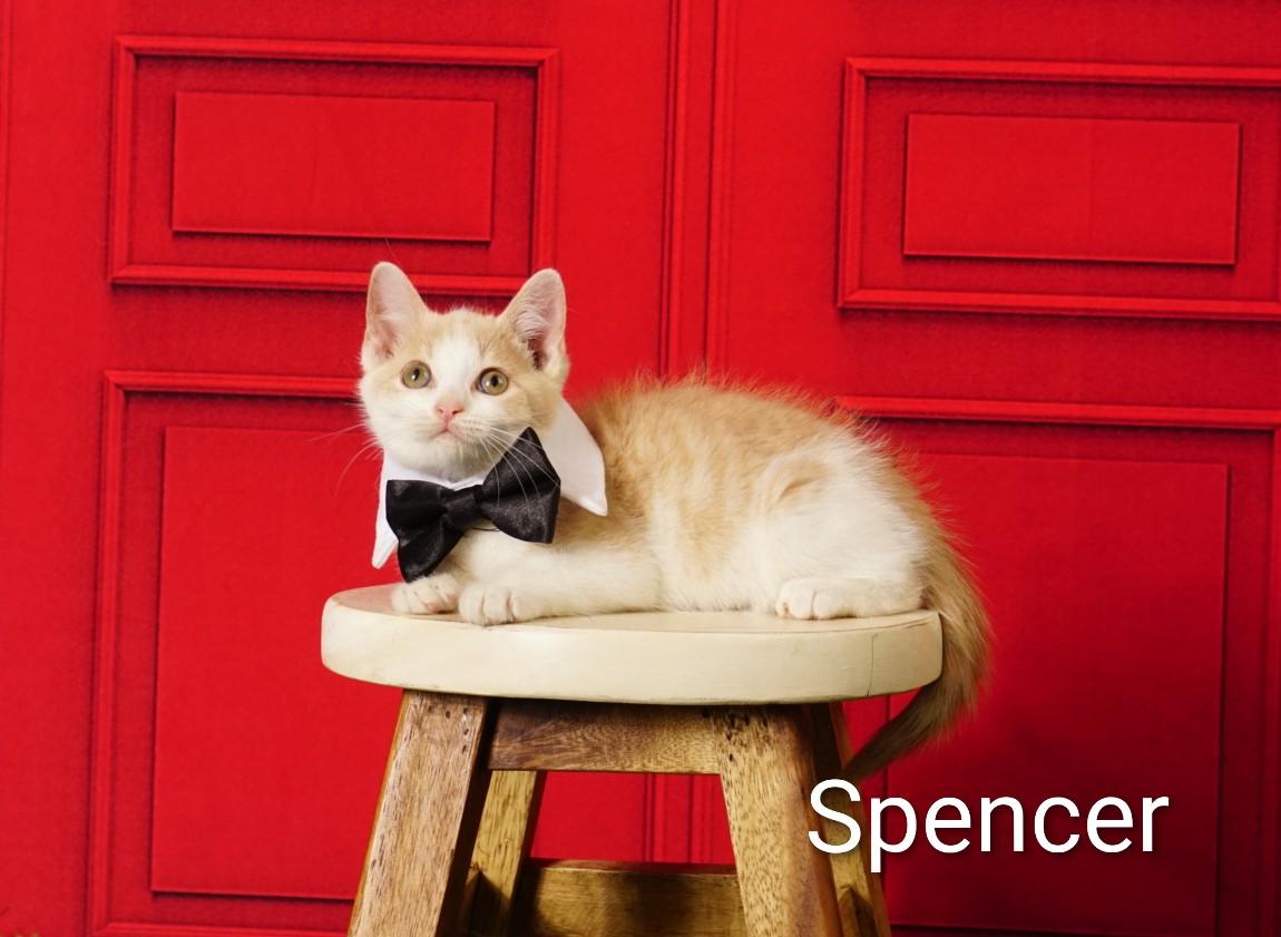 Spencer, an adoptable Domestic Short Hair in Waterloo, IA image 3/4