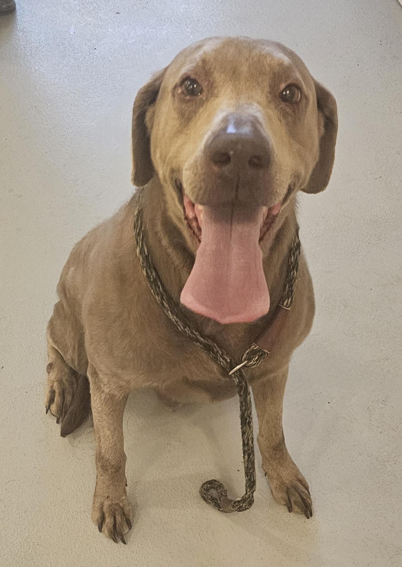 Charlie , adopted, Senior Male Labrador Retriever.