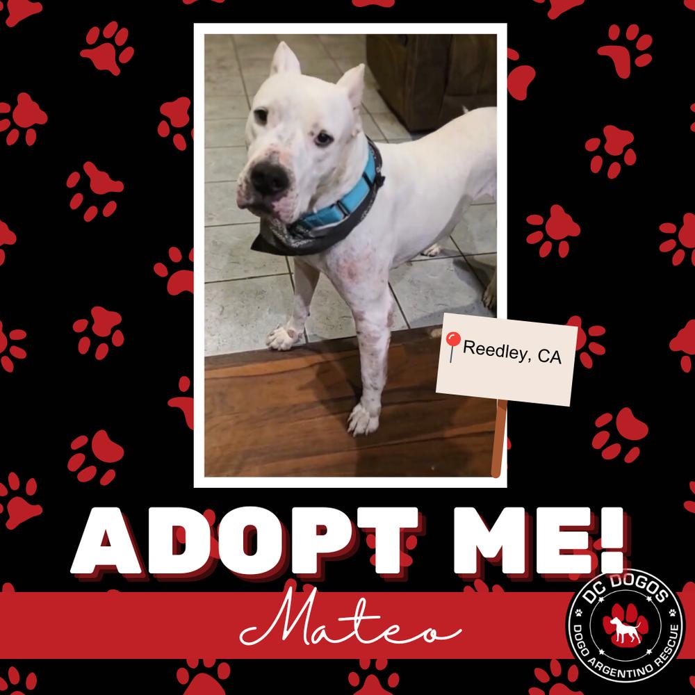Mateo, ADOPTABLE, Adult Male Dogo Argentino.