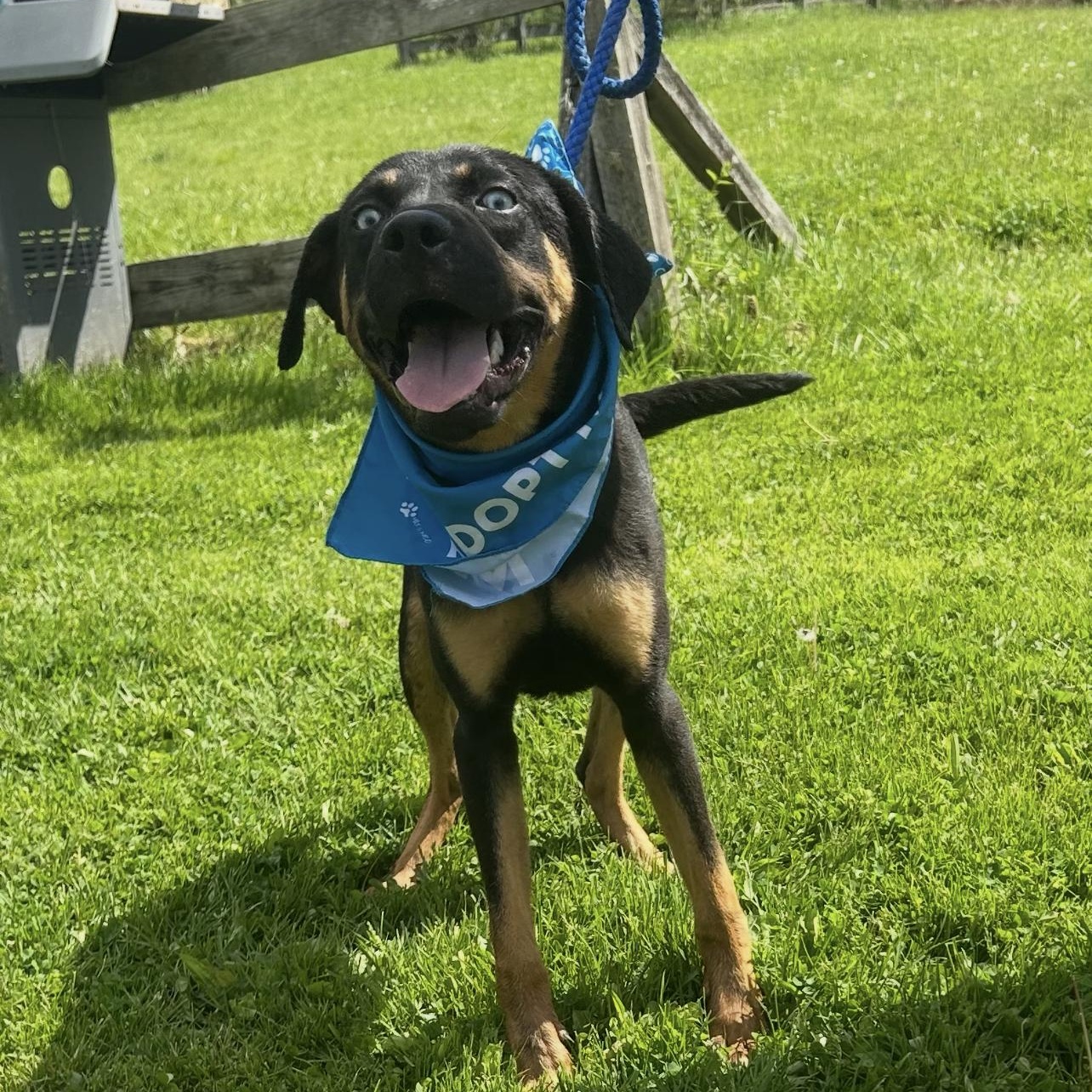 Enlarge FRANK SINATRA "In NY: Foster &/or Forever Home Needed", a Adoptable mixed breed in New York, NY image 6/6