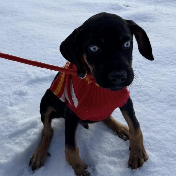 Enlarge FRANK SINATRA "In NY: Foster &/or Forever Home Needed", a Adoptable mixed breed in New York, NY image 5/6