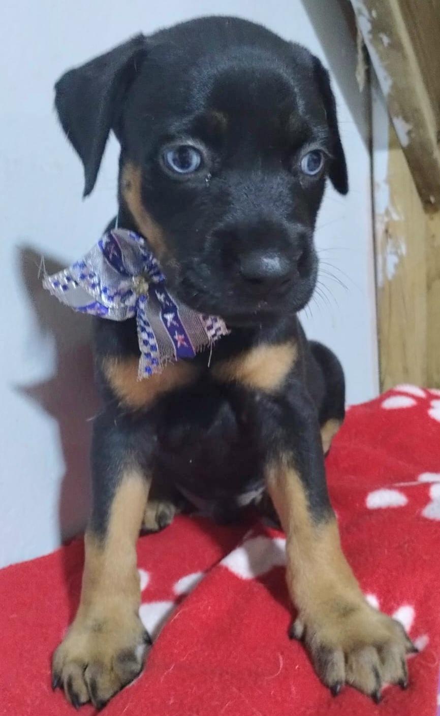 Enlarge FRANK SINATRA "In NY: Foster &/or Forever Home Needed", a Adoptable mixed breed in New York, NY image 3/6