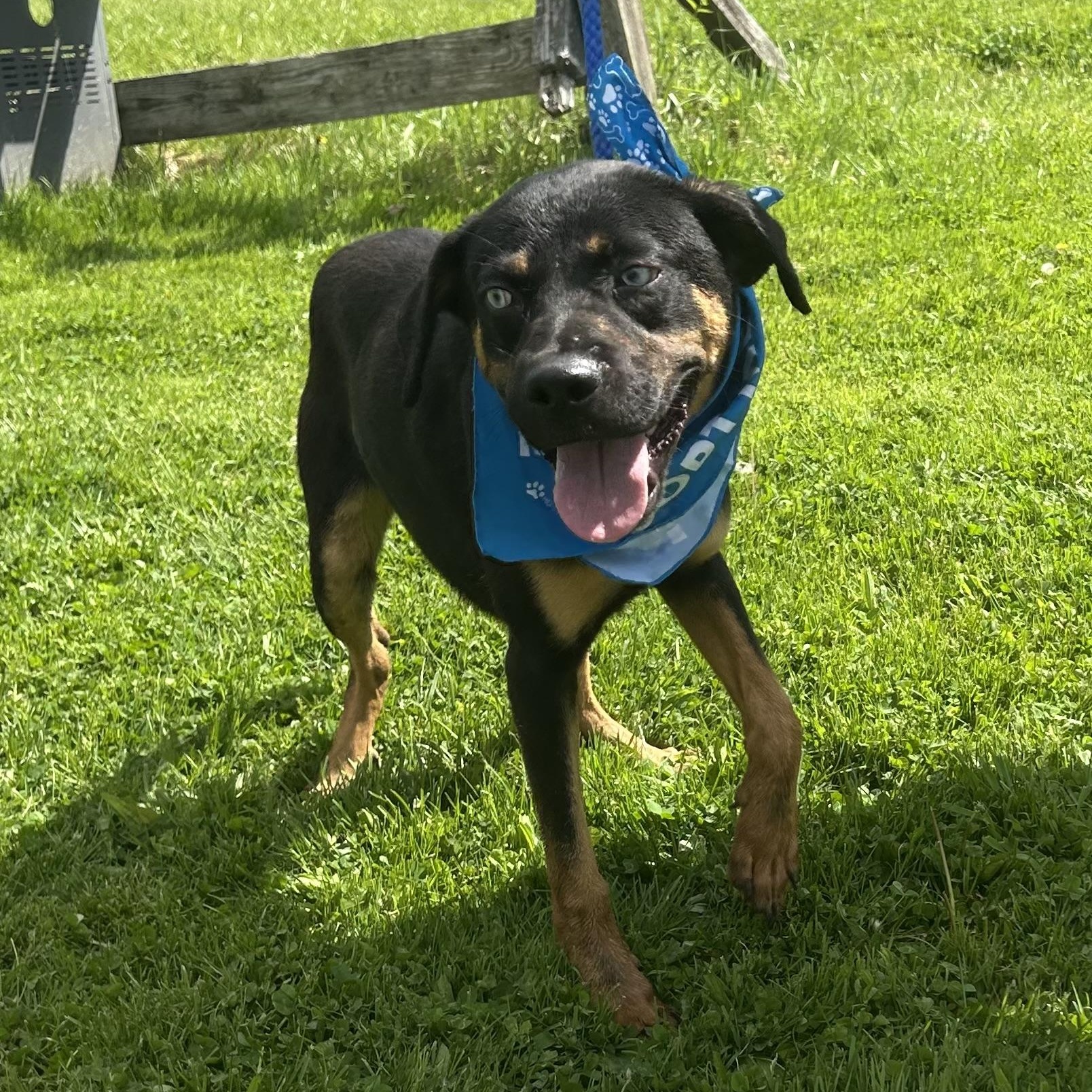 FRANK SINATRA "In NY: Foster &/or Forever Home Needed", a Adoptable mixed breed in New York, NY image 4/5