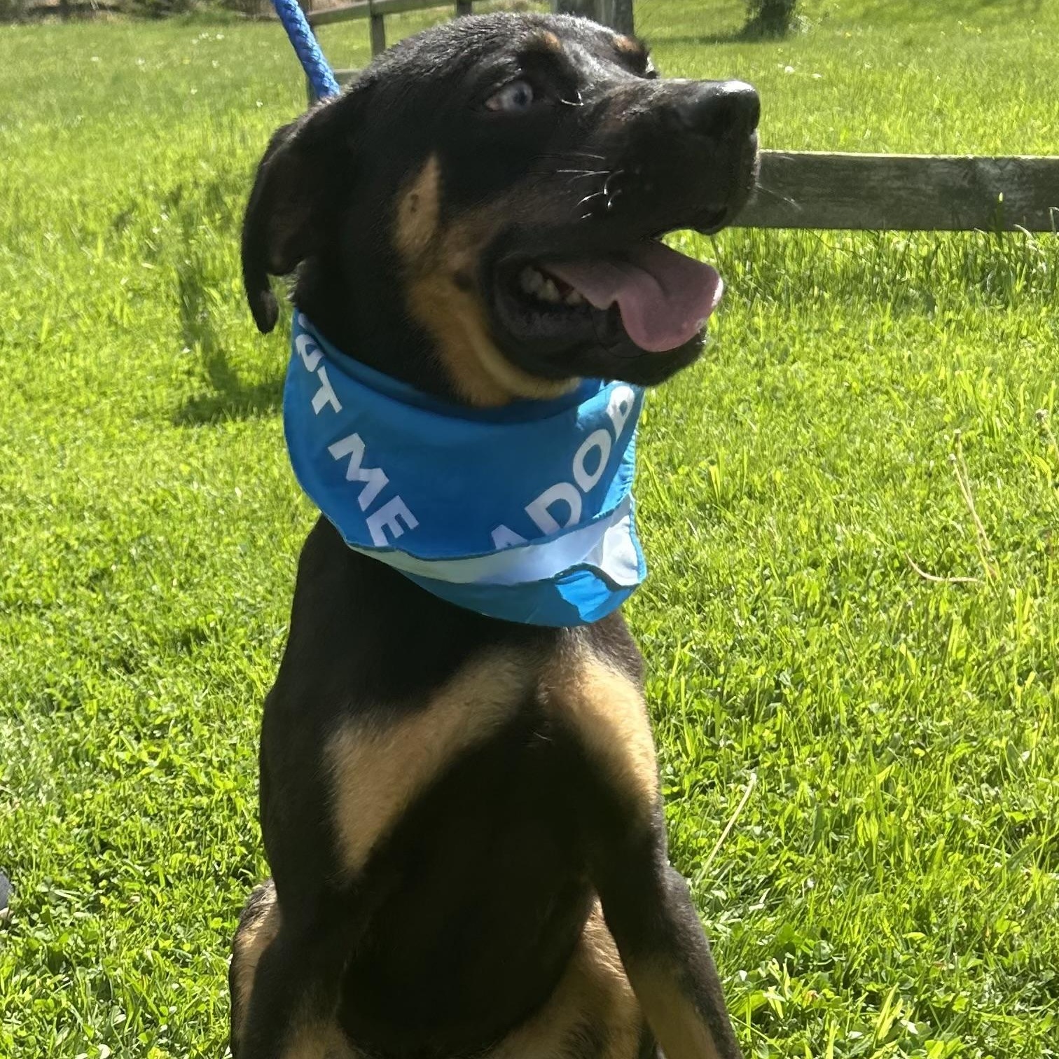 FRANK SINATRA "In NY: Foster &/or Forever Home Needed", a Adoptable mixed breed in New York, NY image 3/5