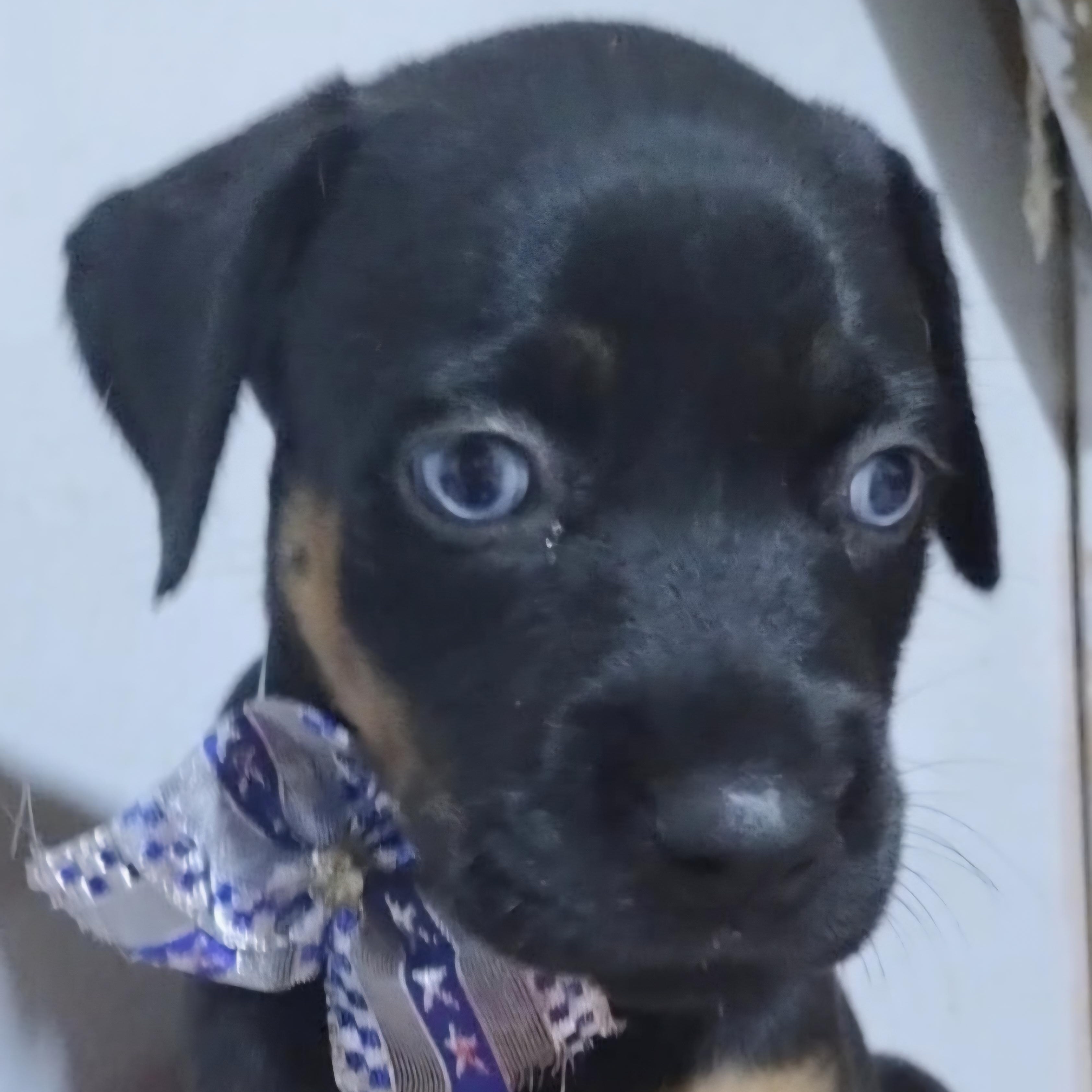 Enlarge FRANK SINATRA "In NY: Foster &/or Forever Home Needed", a Adoptable mixed breed in New York, NY image 2/6