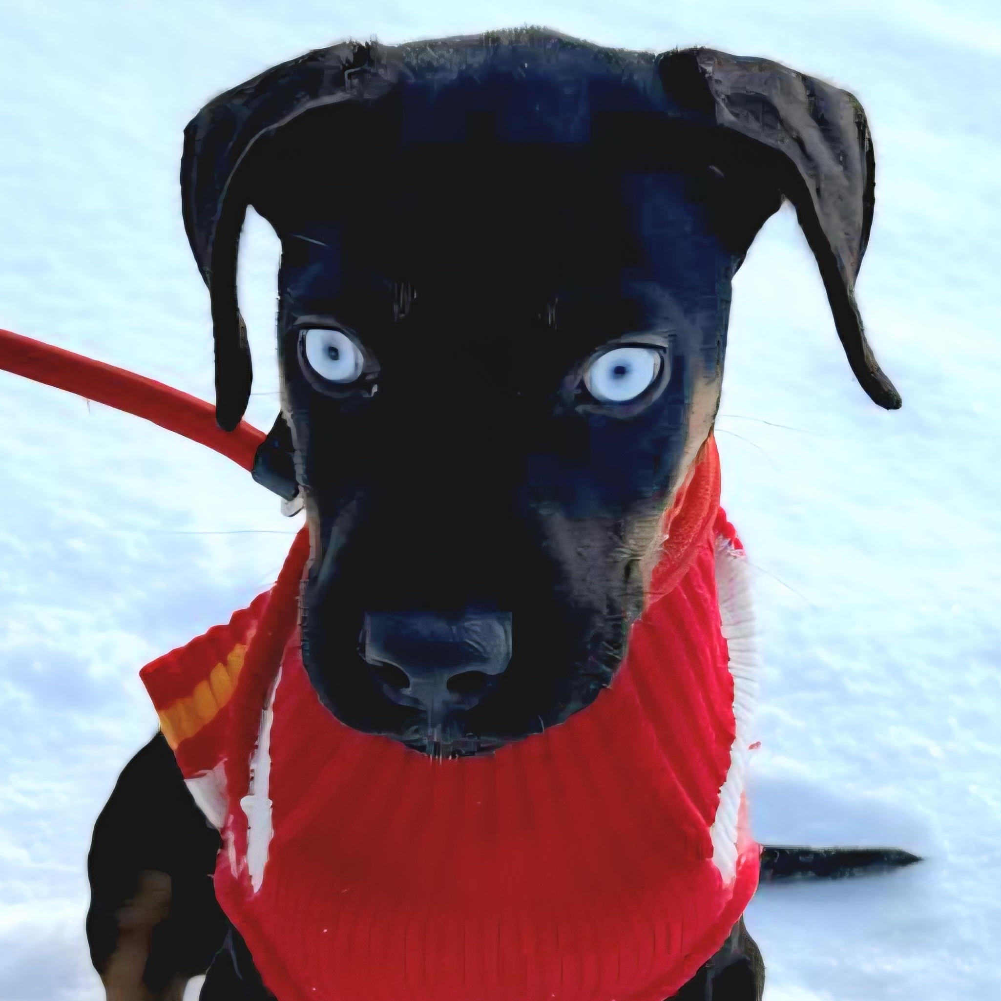 Enlarge FRANK SINATRA "In NY: Foster &/or Forever Home Needed", a Adoptable mixed breed in New York, NY image 1/6