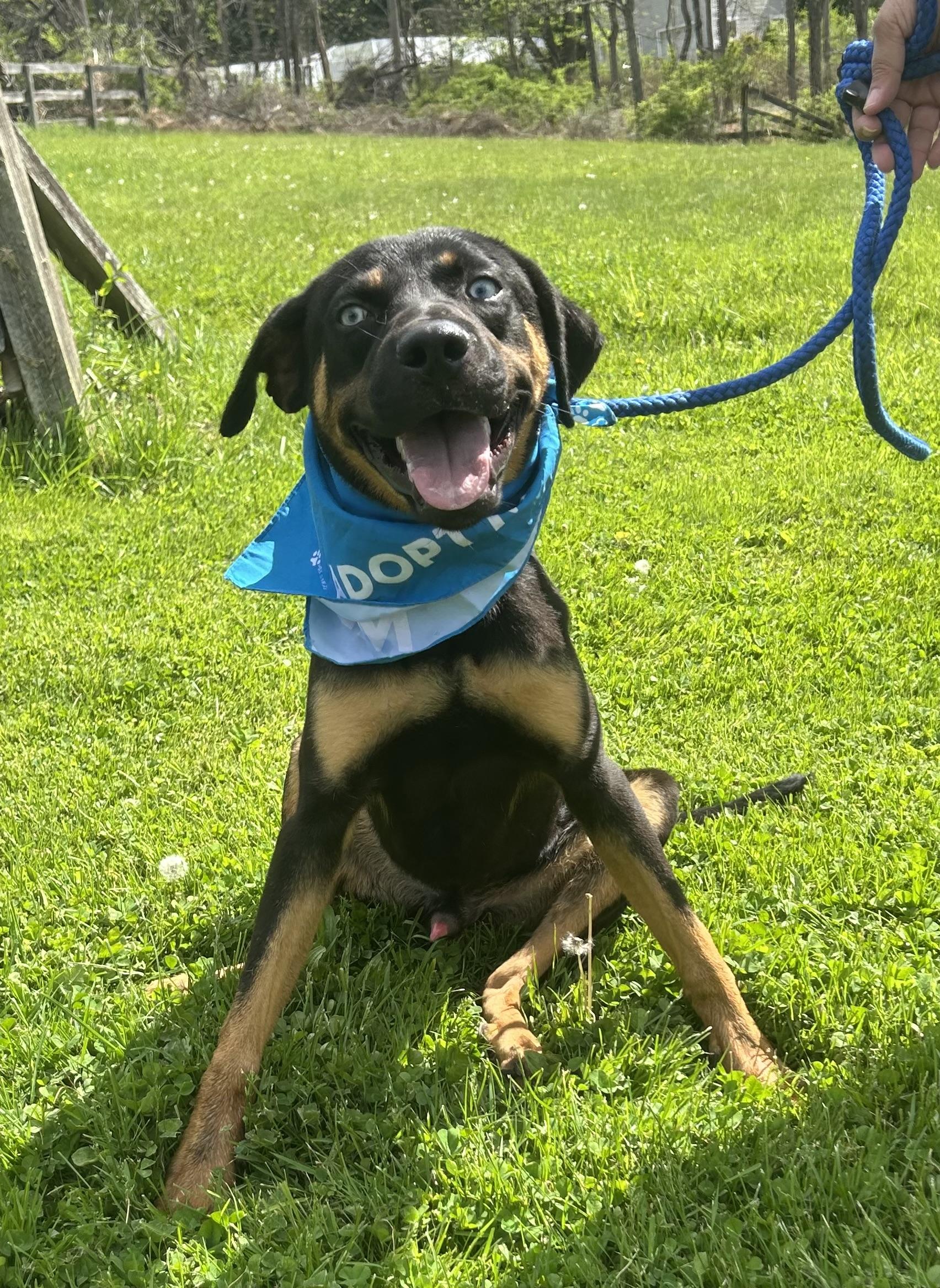 FRANK SINATRA "In NY: Foster &/or Forever Home Needed", a Adoptable mixed breed in New York, NY image 5/5