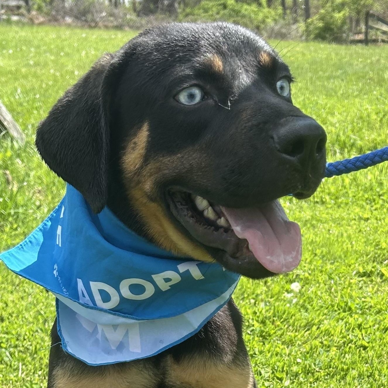 FRANK SINATRA "In NY: Foster &/or Forever Home Needed", a Adoptable mixed breed in New York, NY image 1/5