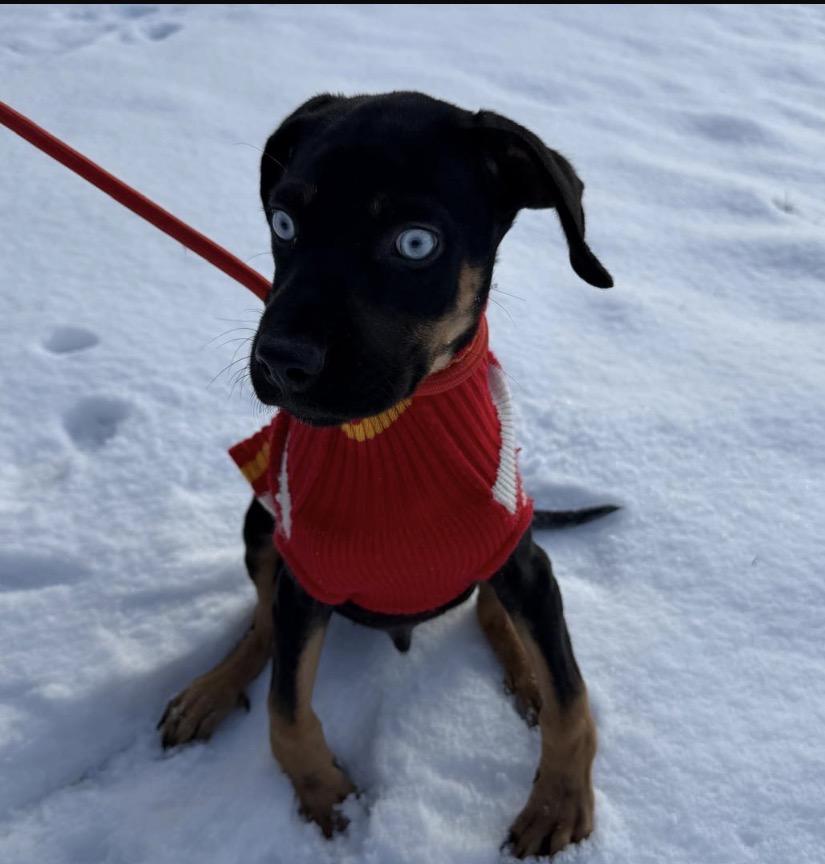 Enlarge FRANK SINATRA "In NY: Foster &/or Forever Home Needed", a Adoptable mixed breed in New York, NY image 4/6