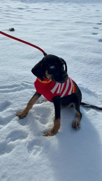 Enlarge FRANK SINATRA "In NY: Foster &/or Forever Home Needed", a Adoptable mixed breed in New York, NY video 6/6