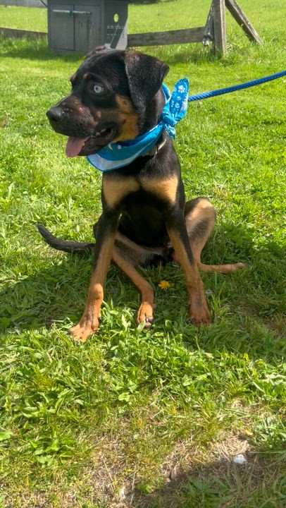 Enlarge FRANK SINATRA "In NY: Foster &/or Forever Home Needed", a Adoptable mixed breed in New York, NY video 2/5